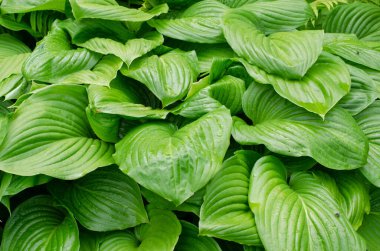 Yazın yaprakları güzel olan Hosta 'nın yeşil çalısı. Bahçe için dekoratif bitki