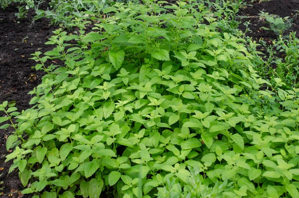 Zielone liście Melissy Officinalis - balsam cytrynowy w ogrodzie — Zdjęcie stockowe