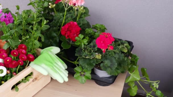 Seedlings of spring beautiful flowers and gardening tools in a wooden box. — Stockvideo