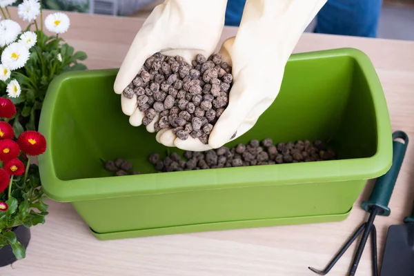 Female hands pour expanded clay into a flower pot for drainage. - Stock-foto