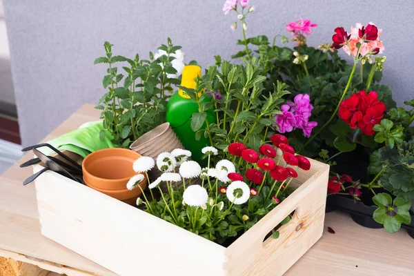 Frühlingsblumen in Töpfen bereit für die Bepflanzung. Gartenkonzept. — Stockfoto