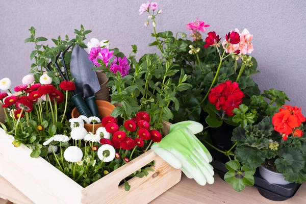 Frühlingsblumen in Töpfen bereit für die Bepflanzung. — Stockfoto