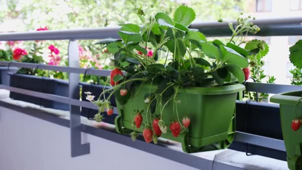 Cultivo de fresas orgánicas en el balcón en casa. Arbustos maduros de fresa en macetas. — Vídeos de Stock