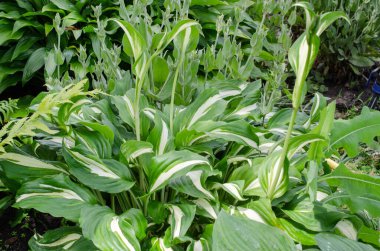 Çeşit çeşit yaprakları ve bahçe için güzel çiçekleri olan Hosta 'nın yeşil çalısı..