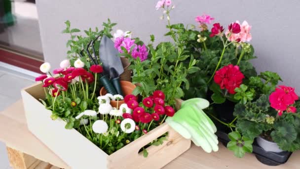 Seedlings of spring beautiful flowers and gardening tools in a wooden box. — Stock Video