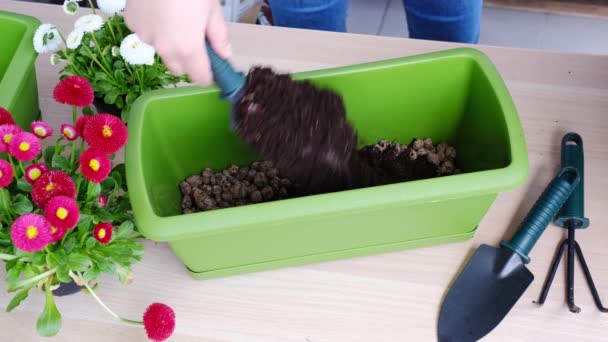 Vrouw handen gieten grond in een pot voor het transplanteren van lentebloemen. — Stockvideo