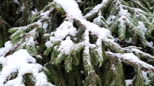 Våt snö på gröna grangrenar i vinterskogen — Stockvideo