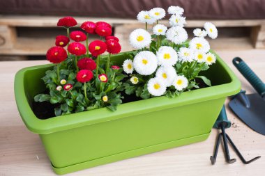 Dişi eller bahar nakli çiçekleri Bellis perennis.