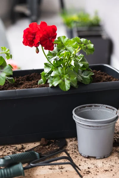 Geranium transplantation proces. Blomsterpotter og haveredskaber. - Stock-foto