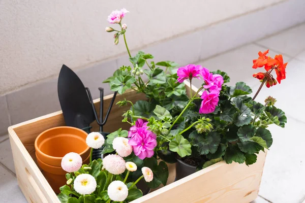 Töpfe mit Frühlingsblumen zum Pflanzen auf Balkon und Gartengeräte in einer Holzkiste — Stockfoto