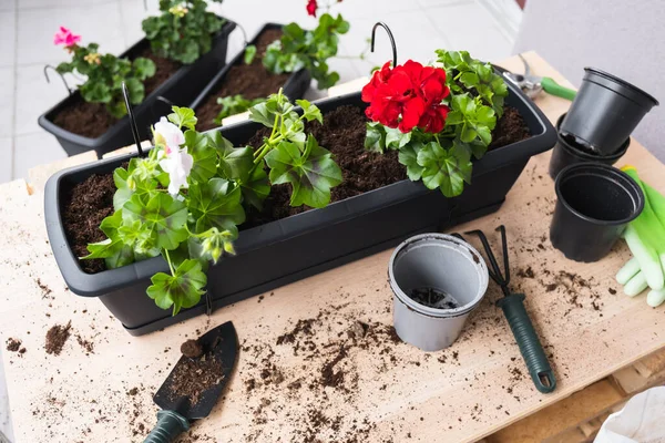 Plantando flores de primavera. Concepto de Jardinería. — Foto de Stock