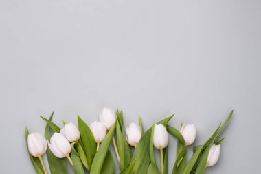 Beyaz lalelerle bahar arkaplanı. Bahar tebrik kartı için model.