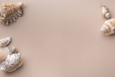 Bej arka planda deniz kabuğu modeliName