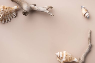 Kuru dalları ve bej arka planında deniz kabuğu olan bir model.