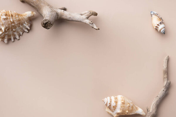 Макет с сухими ветвями и раковиной на бежевом фоне