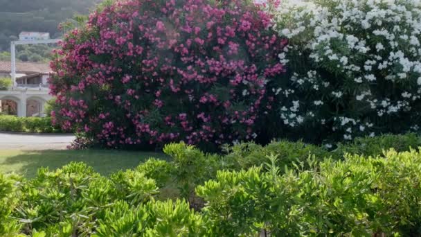Beautiful Well Groomed Green Park Pink White Blooming Nerium Oleander — Stockvideo