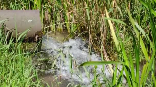 Βιομηχανικά Λύματα Απορρίπτονται Από Σωλήνα Στο Ποτάμι Αποχέτευση Λυμάτων Οικολογικά — Αρχείο Βίντεο