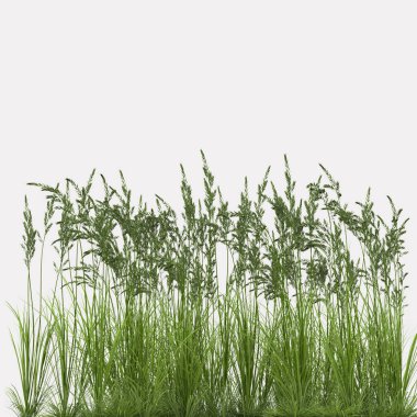 Bozkır otu sapları. 3d illüstrasyon