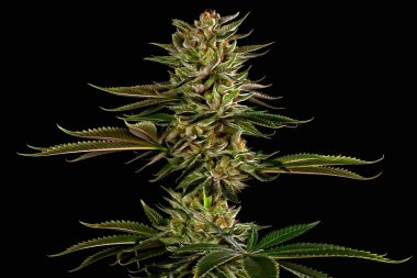 Marihuana sapığı 2