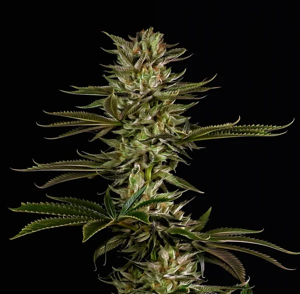 Stalk Van Marihuana Close — Stockfoto