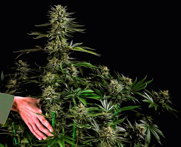 Hand Een Marihuana Oplichten — Stockfoto
