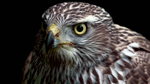 Hawk Svart Bakgrund — Stockfoto