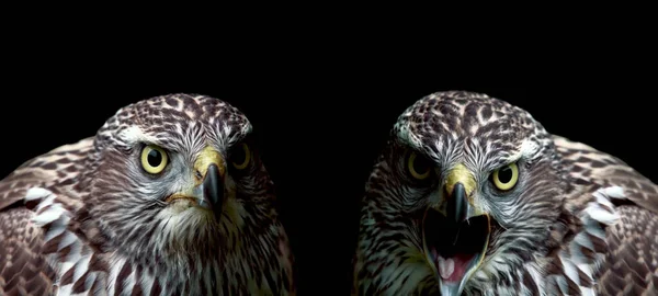 Zwei Falken Nahaufnahme Auf Schwarzem Hintergrund — Stockfoto