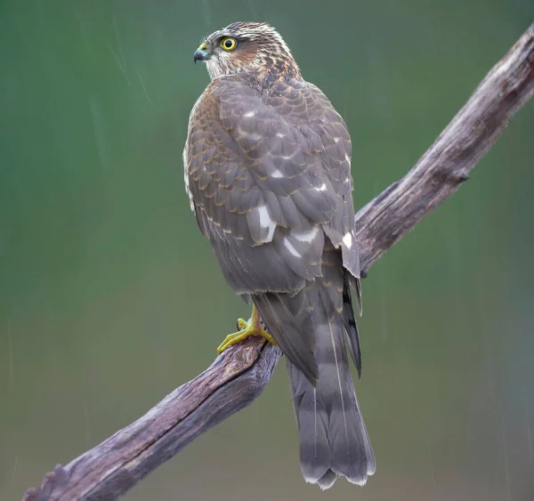 Hawk Zittend Een Tak — Stockfoto