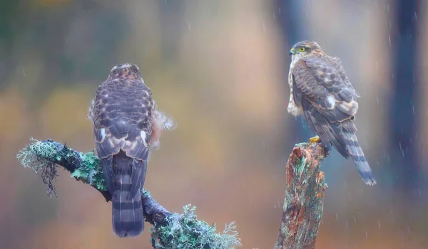 Dva Ptáci Chladném Dešti — Stock fotografie