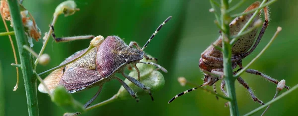Twee Bugs Stengels Van Planten — Stockfoto