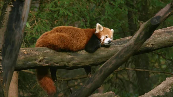 Panda Rouge Reposant Sur Arbre — Photo