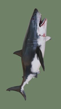 Kana susamış köpekbalığı. 3d illüstrasyon