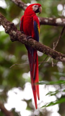 bir dal üzerinde oturan papağan