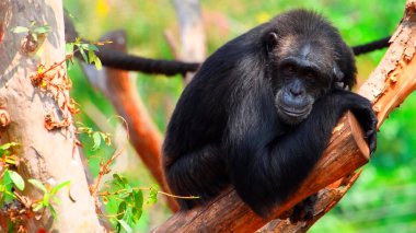 Ağaç dalındaki maymun.