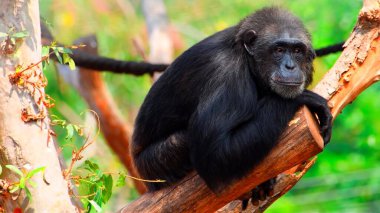 bir dalda oturan maymun