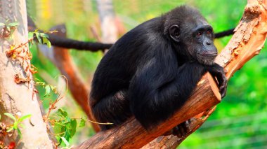 maymun ağaç dalında oturuyor.