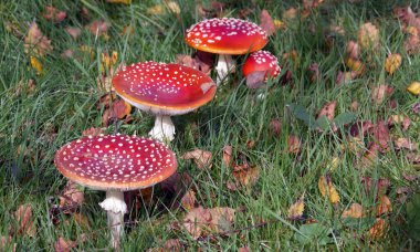 Yeşil çimenlikte dört mantar