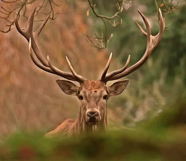 大きな角を持つ森林鹿3 — ストック写真