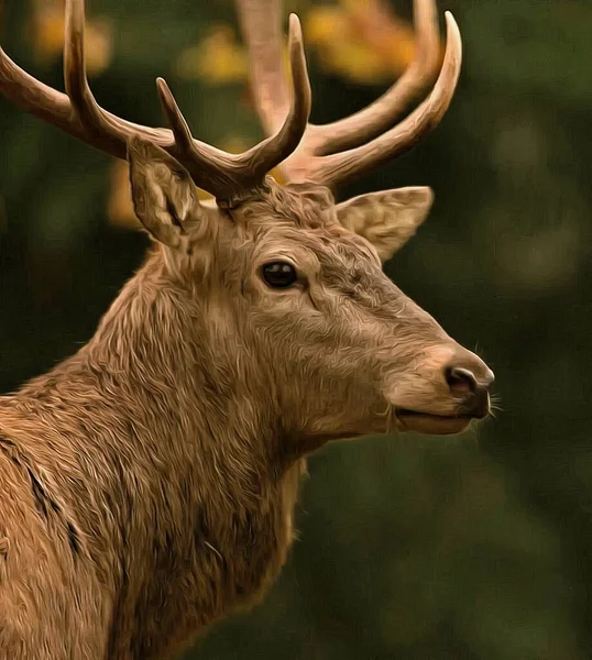 美しい角のある森の鹿 — ストック写真