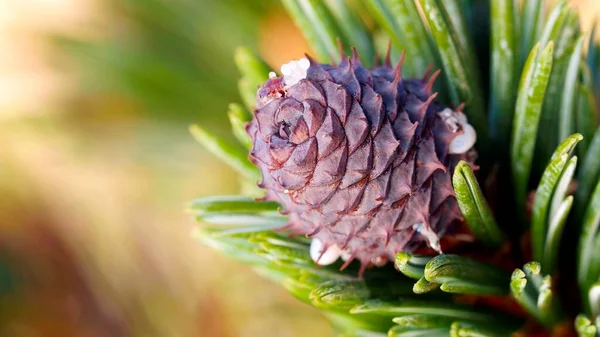 Fir Cone Close — Stock Photo, Image