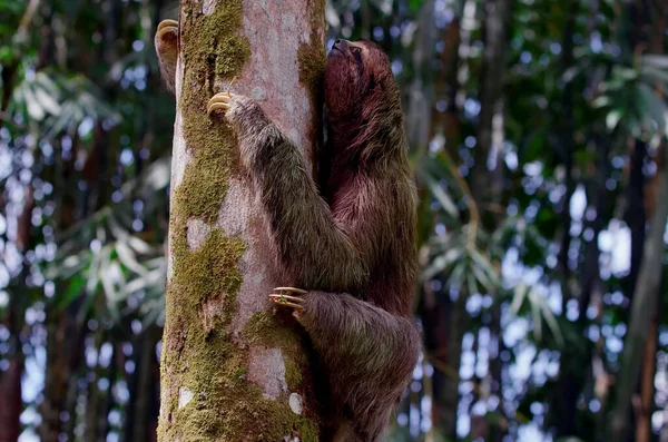 Sloth Crawling Tree Trunk — Stock Photo, Image