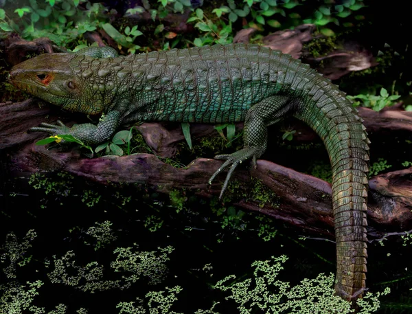 Lagarto Sentado Nas Raízes Uma Árvore — Fotografia de Stock