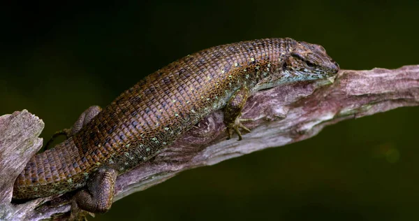 Bir Dalda Oturan Merman — Stok fotoğraf