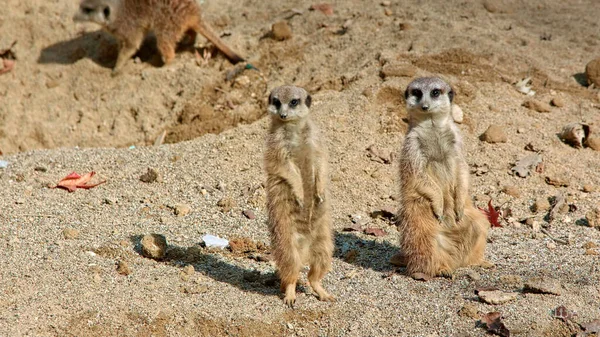 Meerkats Frolic Natural Environment — Stock Photo, Image