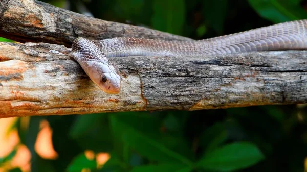 Serpiente Arrastrándose Largo Una Rama Árbol — Foto de Stock