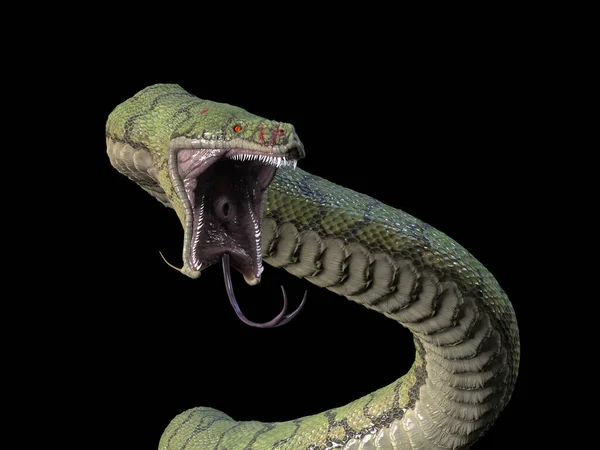 Serpiente Está Punto Lanzar Ilustración —  Fotos de Stock