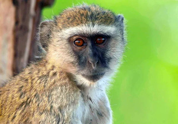 African Barbary Monkey Closeup — Stock Photo, Image