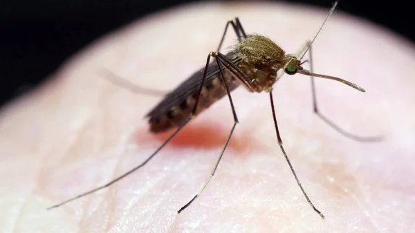 Комарі Світлому Тлі — стокове фото