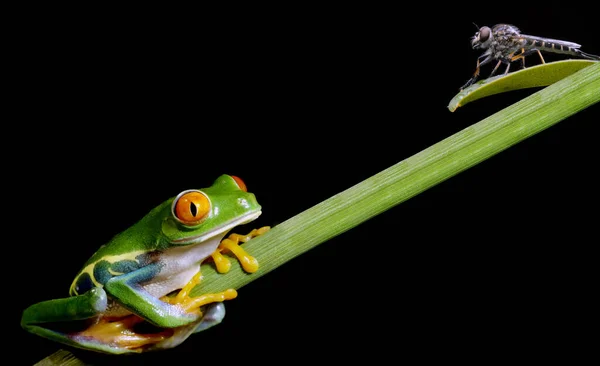 Frosch Und Libelle Auf Schwarzem Hintergrund — Stockfoto