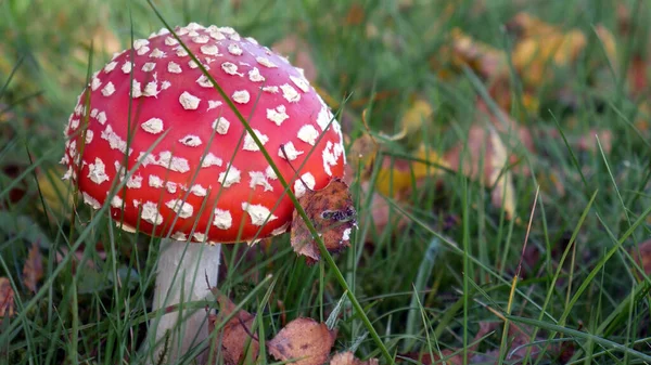 Champignon Sur Fond Herbe Verte — Photo